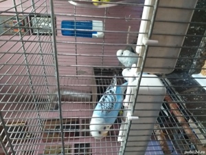 Papagali Peruși foarte iubitori! - imagine 5