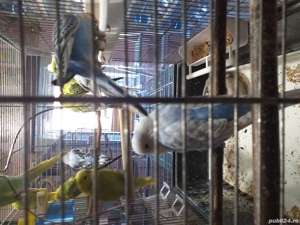 Papagali Peruși foarte iubitori! - imagine 4