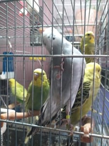 Papagali Peruși foarte iubitori!