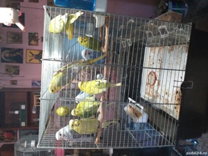 Papagali Peruși foarte iubitori! - imagine 3