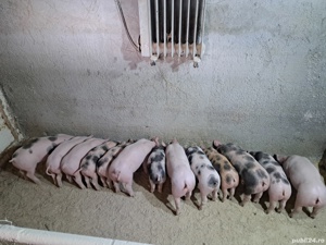 purcei de vanzare  - imagine 3