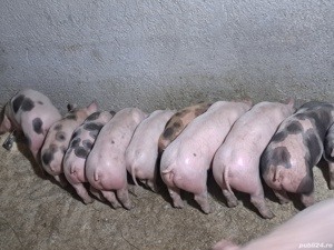 purcei de vanzare  - imagine 2