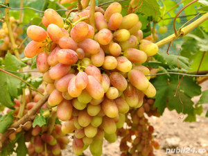 Butasi Vita De Vie Yulian Si Alte Soiuri In Comentariu