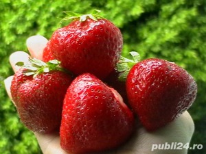 Stoloni Capsuni Soiul San Andreas (Cu Rod Continu) Si Alte Soiuri In Comentariu