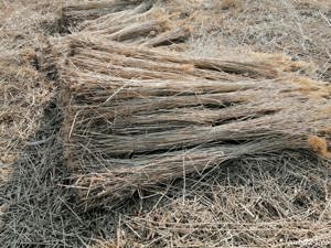 Placa, plasa, panou de stuf, trestie, (gard   izolație)