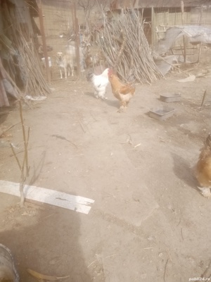 Vând cocosi de raasa