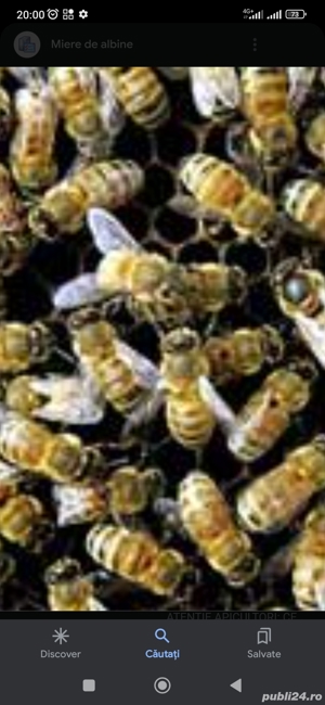 vând 50 familii albine