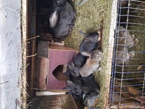 Vand iepuri urias german! - imagine 2