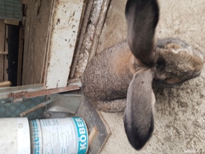 Vand iepuri urias german! - imagine 3