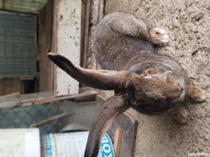 Vand iepuri urias german! - imagine 4