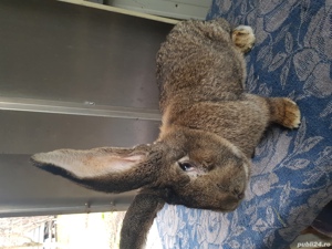 Vand iepuri urias german! - imagine 6