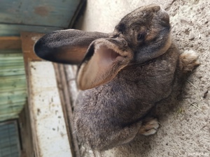 Vand iepuri urias german! - imagine 5