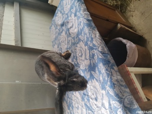 Vand iepuri urias german! - imagine 7