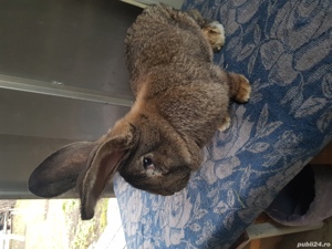 Vand iepuri urias german! - imagine 8