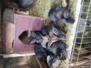 Vand iepuri urias german! - imagine 10