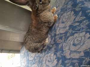 Vand iepuri urias german! - imagine 9