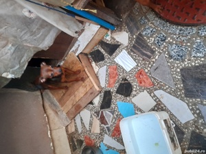 vind  catei  - imagine 3