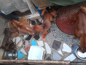 vind  catei  - imagine 6