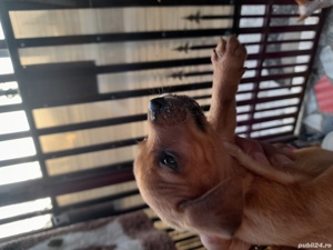 vind  catei  - imagine 2