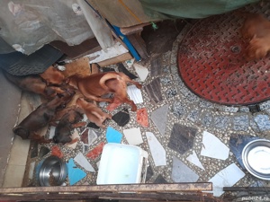 vind  catei  - imagine 7