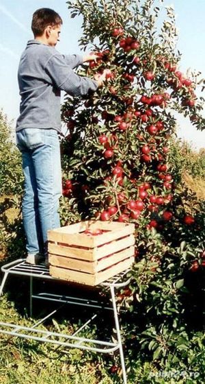 Scara tip sanie livada - imagine 4