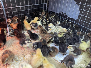 Pui prepelita  - imagine 2