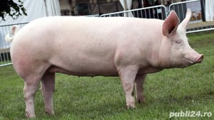 vand porc, porci de carne rasa marele alb 