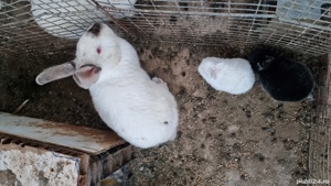 Vând iepuri de casă pui si maturi si porumbei  - imagine 3