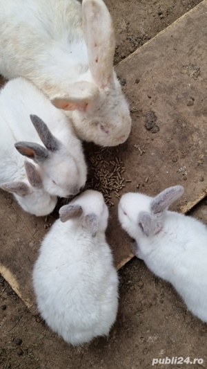 Vând iepuri de casă pui si maturi si porumbei  - imagine 5
