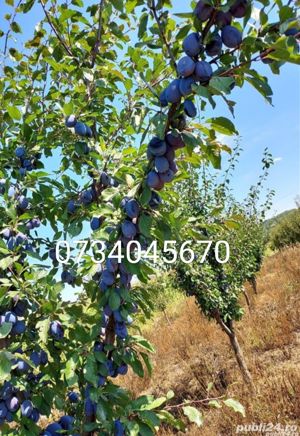 Vând pălincă de Pere, Prune, Struguri, Căpșuni, Gutui, Cireșe amare  - imagine 3