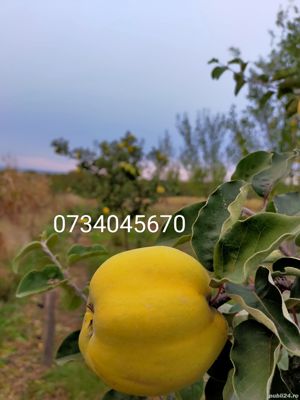 Vând pălincă de Pere, Prune, Struguri, Căpșuni, Gutui, Cireșe amare  - imagine 5