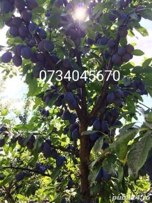 Vând pălincă de Pere, Prune, Struguri, Căpșuni, Gutui, Cireșe amare  - imagine 4