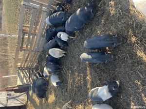 Vietnamezi porci purcei - imagine 3