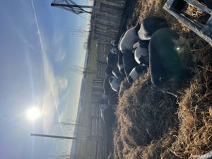 Vietnamezi porci purcei - imagine 5