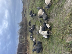 Vietnamezi porci purcei - imagine 6