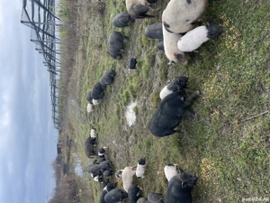 Vietnamezi porci purcei - imagine 7