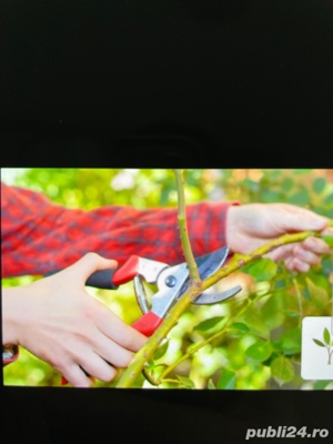 Gradinar - taiere formare si rodire pomi, vita de vie, trandafiri