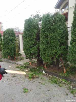 toaletare si curățare pomi și braduleti gard viu  - imagine 2