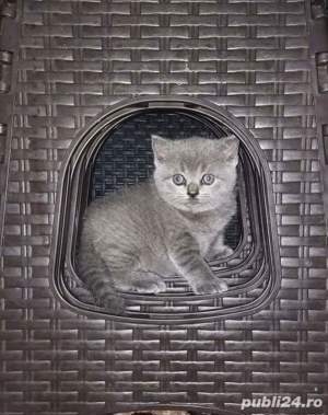 pisici british shorthair blue