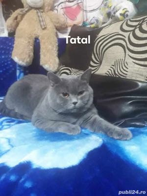 british shorthair blue  - imagine 5
