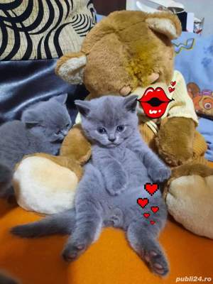british shorthair blue  - imagine 2