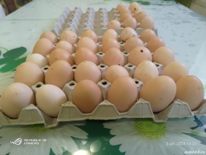 oua bio de casa pentru consum 