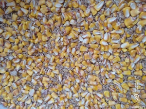 oua bio de casa pentru consum  - imagine 2