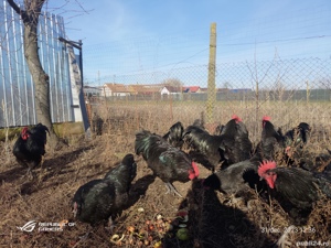 oua bio de casa pentru consum  - imagine 3