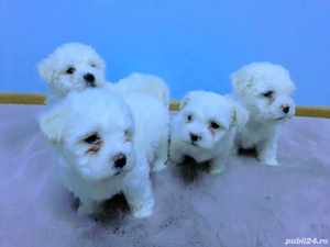 Super oferta!Bichon maltez puiuți, exemplare deosebite,rasă pură,alb imaculat - imagine 2 Super oferta!Bichon maltez puiuți, exemplare deosebite,rasă pură,alb imaculat - imagine 2