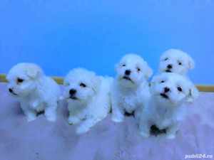 Super oferta!Bichon maltez puiuți, exemplare deosebite,rasă pură,alb imaculat - imagine 3 Super oferta!Bichon maltez puiuți, exemplare deosebite,rasă pură,alb imaculat - imagine 3