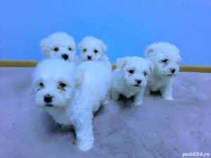 Super oferta!Bichon maltez puiuți, exemplare deosebite,rasă pură,alb imaculat - imagine 4 Super oferta!Bichon maltez puiuți, exemplare deosebite,rasă pură,alb imaculat - imagine 4