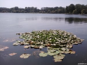 Colectie timbre anii 60  70 + timbru Ferdinand I 20 bani 1920