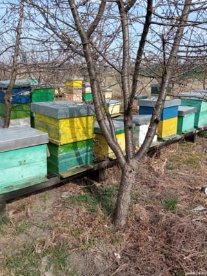 Vând 10 familii de albine 
