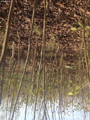 Vând puieți nuc anul doi